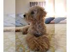 Poodle (Toy) PUPPY FOR SALE ADN-614672 - Female Toy Poodle