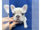 French Bulldog PUPPY FOR SALE ADN-614623 - AKC French Bulldog puppies