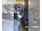 Boxer PUPPY FOR SALE ADN-614380 - AKC Snickers
