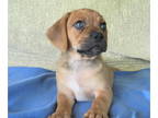 Puggle PUPPY FOR SALE ADN-614456 - Puggle puppies for sale