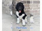 Poodle (Standard) PUPPY FOR SALE ADN-614604 - Family Friendly Standard Poodle