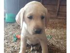 Labrador Retriever PUPPY FOR SALE ADN-614524 - Lab Puppies