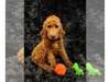 Goldendoodle PUPPY FOR SALE AD