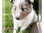 Shetland Sheepdog PUPPY FOR SALE ADN-614342 - AKC Blue Merle and Tri Shelties
