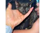 Adopt Cat Middleton a Domestic Short Hair