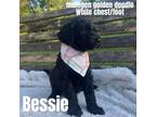 Adopt Bessie a Goldendoodle