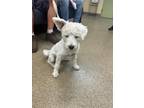 Adopt PEEWEE a West Highland White Terrier / Westie, Mixed Breed