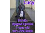 Adopt LUCY a Pit Bull Terrier