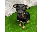 Adopt Lily a Mixed Breed