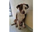 Adopt LOLA a Pit Bull Terrier