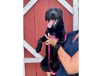 Adopt Poppi--In Foster a Labrador Retriever