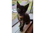 Adopt Featherly a Domestic Short Hair