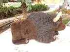 Buffalo Larger Stuffed Animal