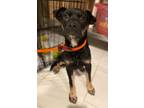 Adopt Beatrice a Terrier