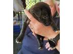 Adopt Savage-8 a Labrador Retriever, Mixed Breed