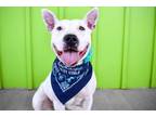 Adopt Echo a American Staffordshire Terrier, Mixed Breed