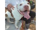 Adopt MOUSE a Pit Bull Terrier, Mixed Breed