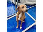 Adopt Impy a Beagle, Redbone Coonhound