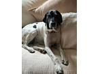 Adopt Missy a German Shorthaired Pointer