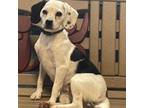 Adopt Lucy a Beagle, Mixed Breed