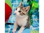 Adopt LILITH - Gorgeous, Sweet, Loving, Silky, Cuddly, 13-Week-Old