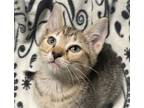 Adopt HILARY - Gorgeous, Affectionate, Smart, Sweet, Silly, Cuddly, 10-Week-Old