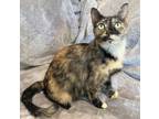 Adopt VIOLA - Gorgeous, Sweet, Loving, Exotic, Silky, Cuddly, 2-Year-Old