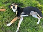 Adopt Duchess a Coonhound, Australian Cattle Dog / Blue Heeler
