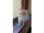 Adopt Fred a Persian / Mixed cat in Cranbrook, BC (38240178)