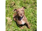 Adopt Nasuada Varden Queen a Brown/Chocolate Mixed Breed (Medium) / Mixed dog in