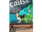 Adopt Emmy a Beagle