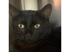 Adopt Morticia - Loves to be outside, great indoor/outdoor cat!