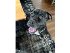 Adopt Benny a Mastiff / Boxer / Mixed dog in Baltimore, MD (38243377)