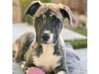 Adopt Georgia a Brindle Cane Corso / Mixed dog in Mead, CO (38242434)
