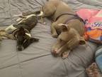 Adopt CC and Froto a Tan/Yellow/Fawn - with White American Pit Bull Terrier /