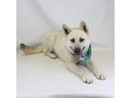 Adopt Bankok a White - with Tan, Yellow or Fawn Karelian Bear Dog / Mixed dog in
