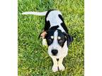 Adopt Kimmy a Australian Cattle Dog / Blue Heeler, Dalmatian