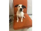 Adopt Harper a Black - with White Pit Bull Terrier / Mixed Breed (Medium) /