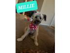 Adopt Millie a Tan/Yellow/Fawn - with Black Shih Tzu / Mixed Breed (Small) /
