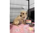 Adopt Jessie B. a Tan/Yellow/Fawn Border Terrier / Mixed Breed (Small) / Mixed