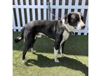 Adopt ROCKO a Border Collie, Mixed Breed