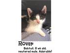 Adopt Rover a Black & White or Tuxedo Domestic Mediumhair / Mixed cat in