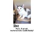 Adopt Rex a Gray or Blue (Mostly) Domestic Mediumhair / Mixed cat in Longview