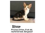 Adopt River a Cream or Ivory (Mostly) Domestic Mediumhair / Mixed cat in