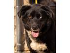 Adopt Flap Jack a Black Husky / Mixed dog in Madison, NJ (38238695)