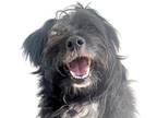 Adopt Little Benny a Black Terrier (Unknown Type, Small) / Mixed dog in Reno