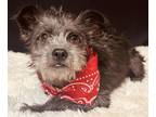 Adopt Anton a Gray/Blue/Silver/Salt & Pepper Cairn Terrier / Mixed dog in