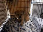 Adopt UNCLE WILLIE a Norfolk Terrier