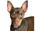 Adopt Franky a Brown/Chocolate Miniature Pinscher / Mixed dog in Reno