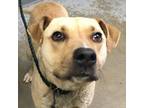 Adopt Monty a Tan/Yellow/Fawn Retriever (Unknown Type) / Mixed dog in